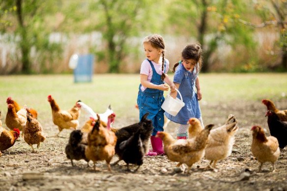 Kinderboerderij Nieuwe-Tonge, Zuid-Holland